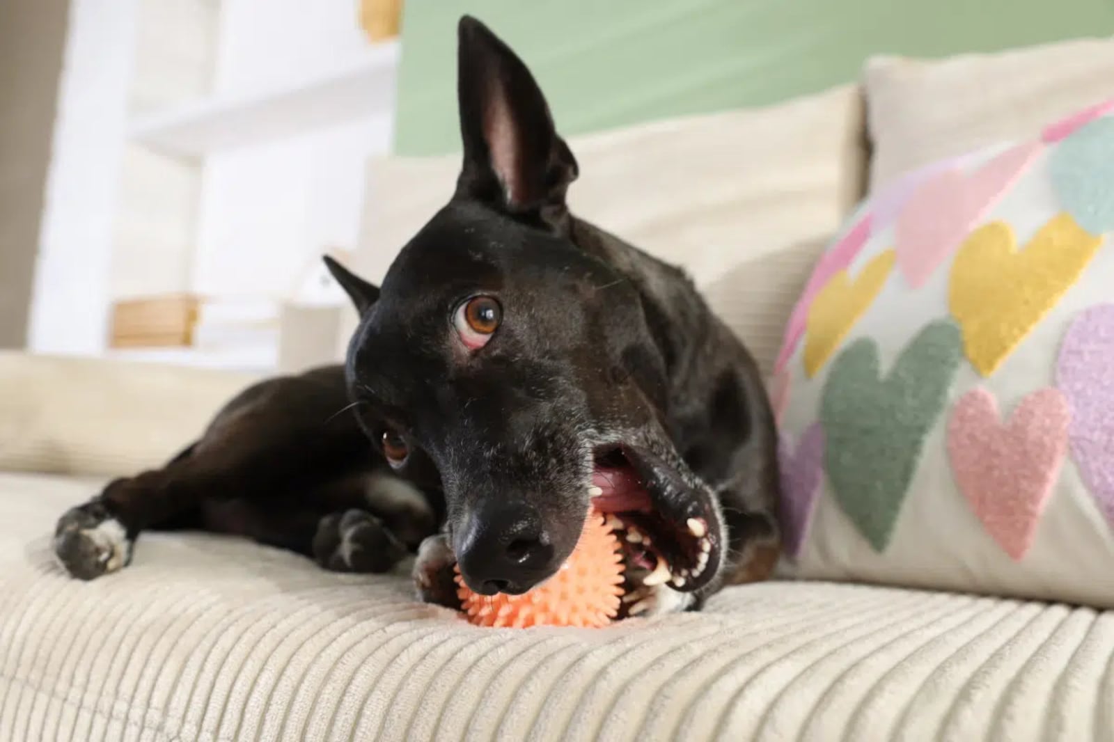 Jerry é um nome divertido para um cachorro dócil, engraçado e um pouco desajeitado Imagem: New Africa | Shutterstock