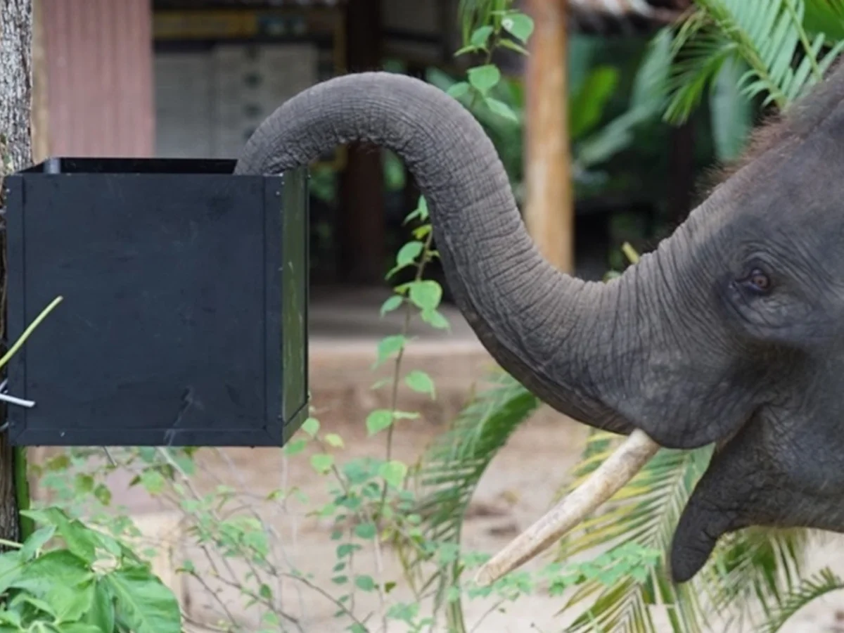Elefantes mostram autocontrole diante de comida em teste psicológico