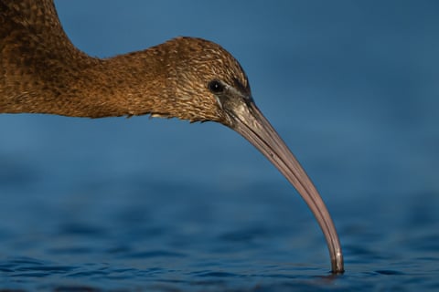 Semana na vida selvagem: um pequeno felino-tigre, ursos no quintal e umaouriça-do-mar rosa fruncida