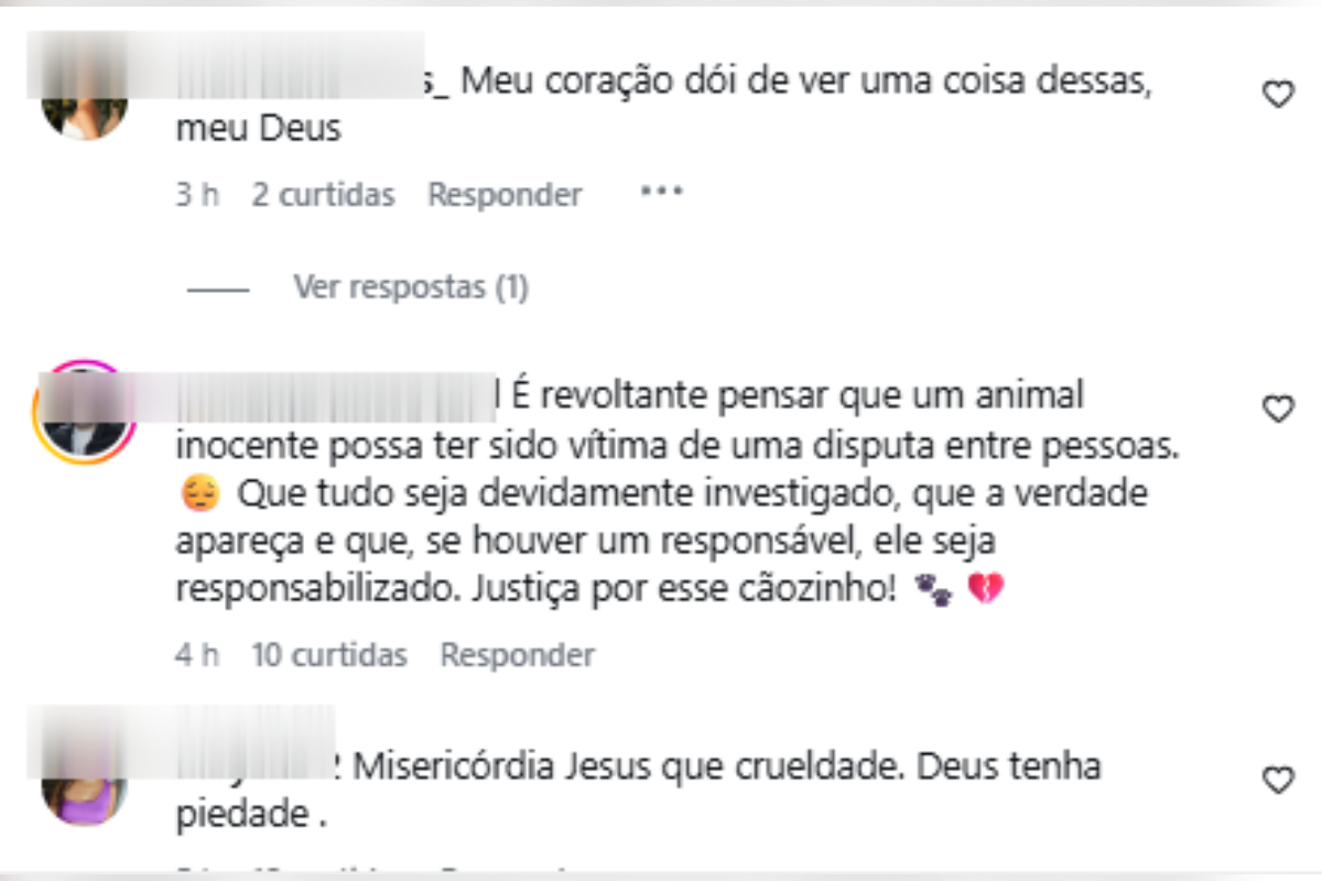 cachorro morto porteira Itaúna