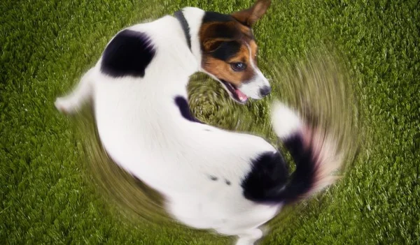 Asfalto quente: como evitar queimaduras nas patas do seu cachorro
