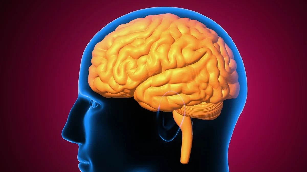 Surdez precoce muda como o cérebro distribui a visão periférica