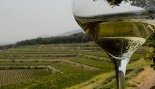 Barbera celebra boa safra, mas acende alerta sobre o futuro do vinho italiano